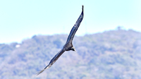 Black vulture, seen everywhere (Lagarta Lodge - Nosara, Nicoya Peninsula)